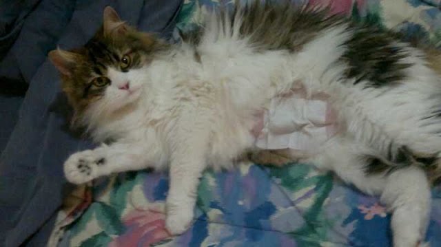 gata-esterilizada-herida-cubierta