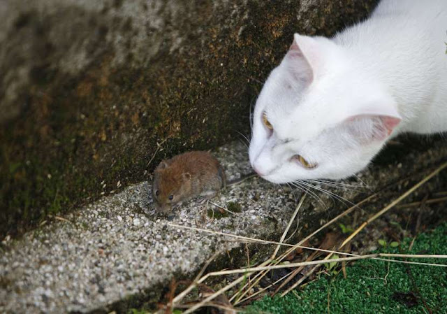 O adorável convívio na vida animal Elfandarilha