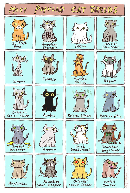 All Cat Breeds A Z With Pictures Cat Lover Cat Training