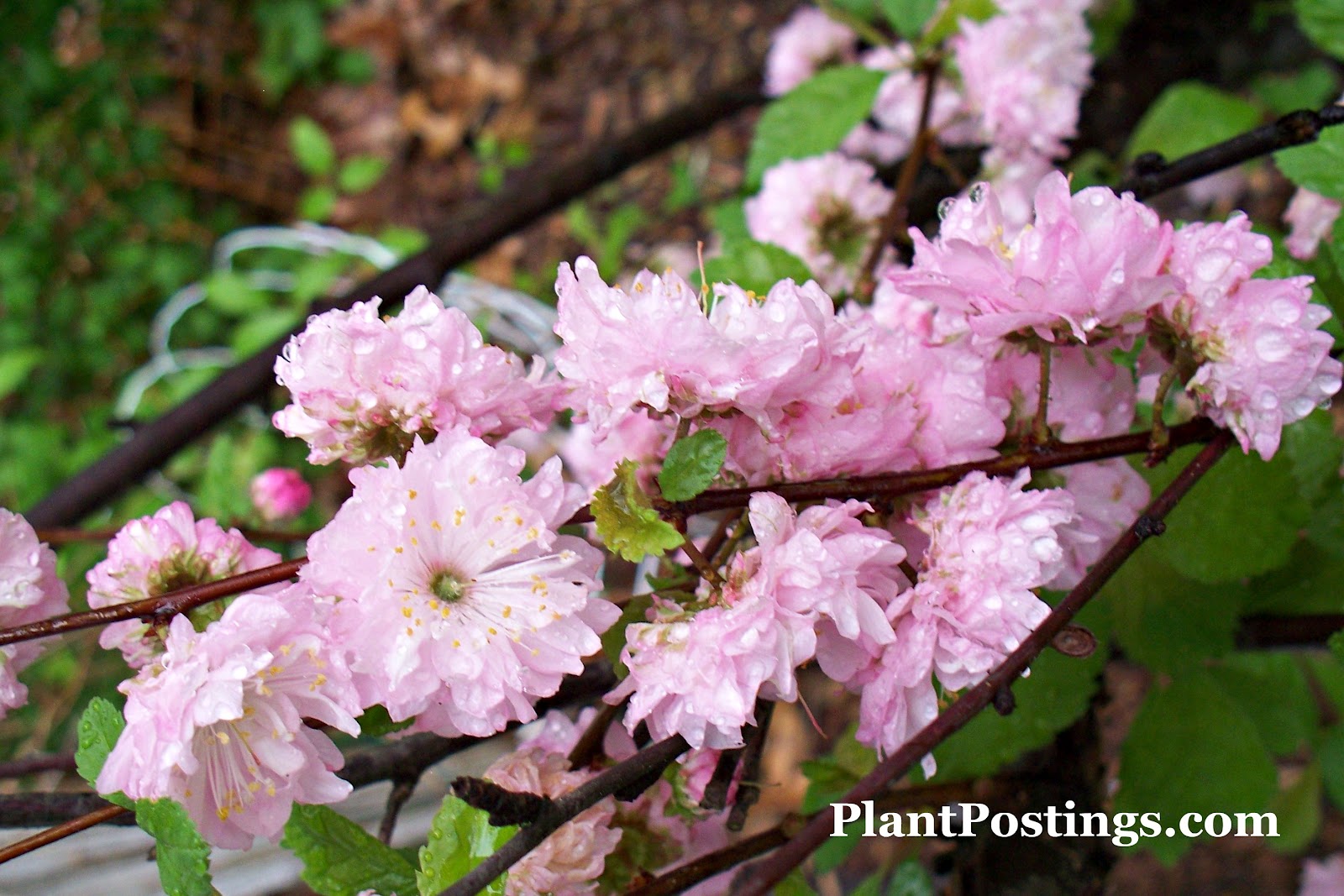 Plantpostings Plant Of The Month Dwarf Flowering Almond