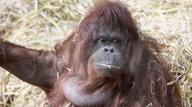 Wah, Orangutan di Jerman Tiru Cara Berbicara Manusia