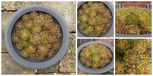 Alpine planter filled with around 100 allium seed heads