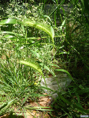えのころ草 えのころ草