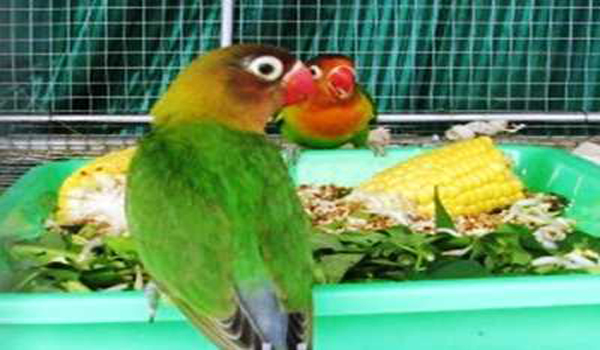 lovebird kurang gizi