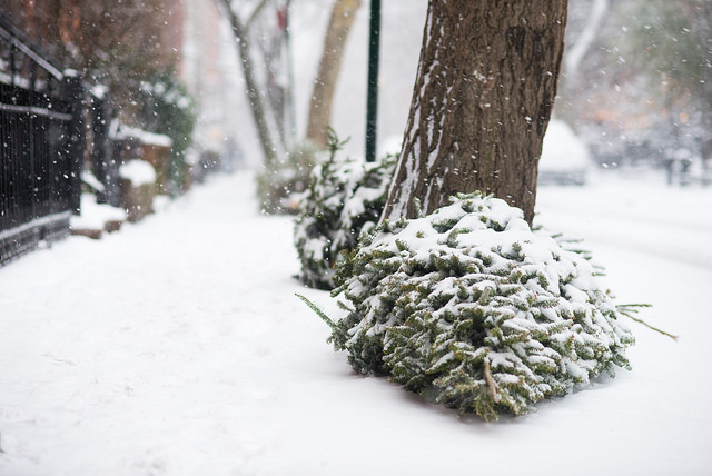 vánoční_stromečky_Brooklyn