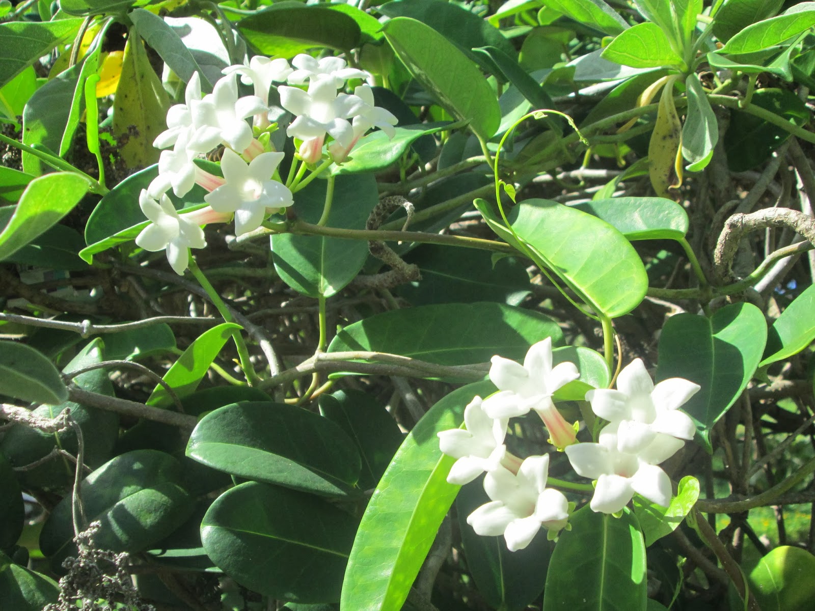 Garden Notes from Hawaii STEPHANOTIS VINE (Stephanotis