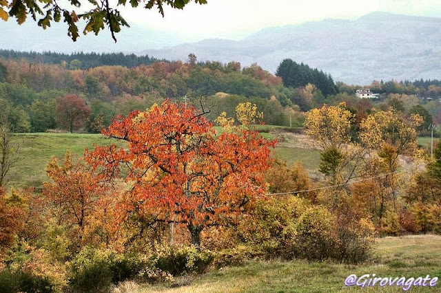 foliage autunno casentino