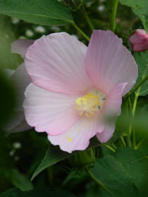 Hibiscus moscheutos Swamp rose mallow Toronto ecological gardening by garden muses-not another Toronto gardening blog