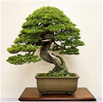 Pengenalan Tanaman Bonsai