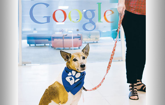 7 curiosidades sobre o Google - Empresa amiga dos cachorros