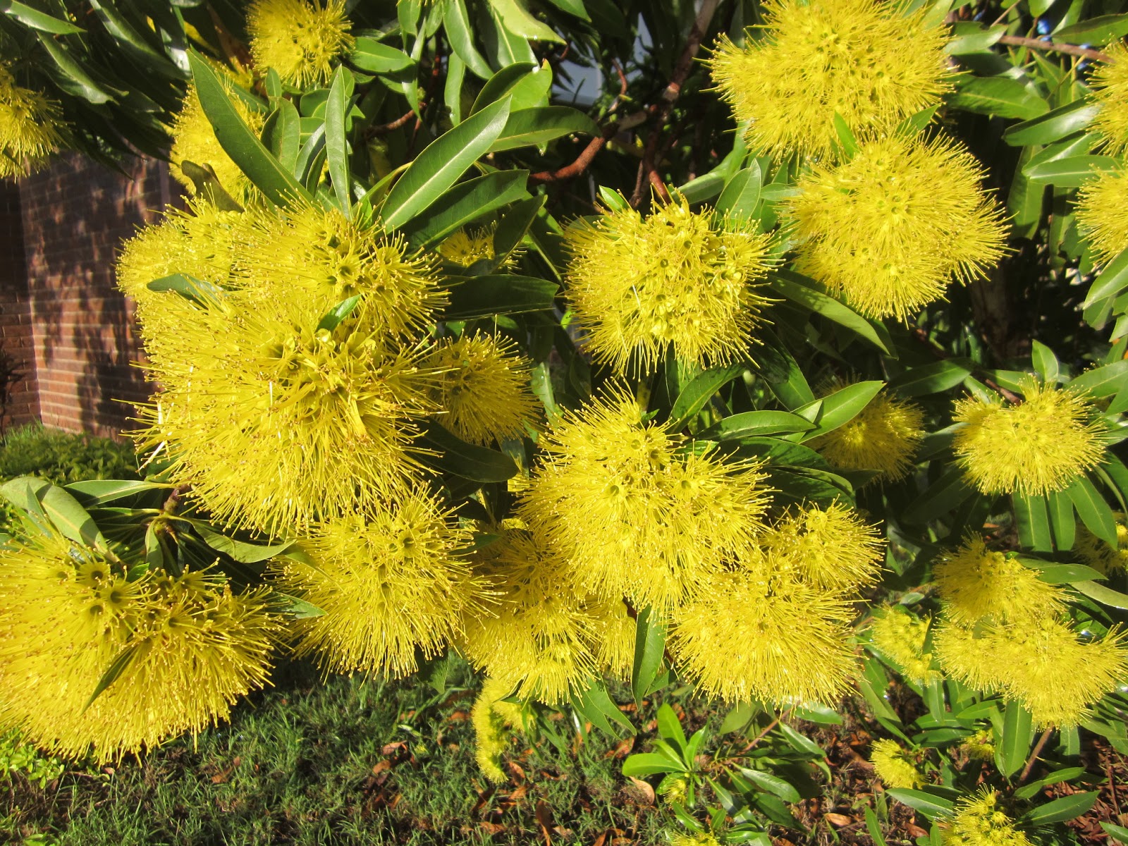 Street Trees of Brisbane Golden Penda