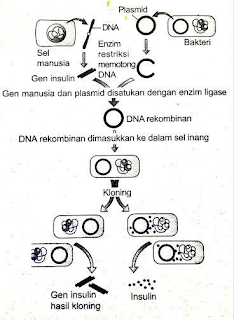 Pembuatan Insulin