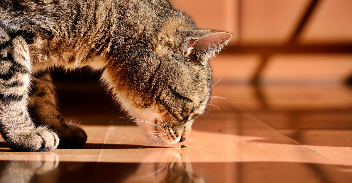 All About MeOw How Sensitive is Your Cats