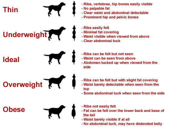 Downunder Assistance Dog: Whole prey model raw feeding: a week of ...