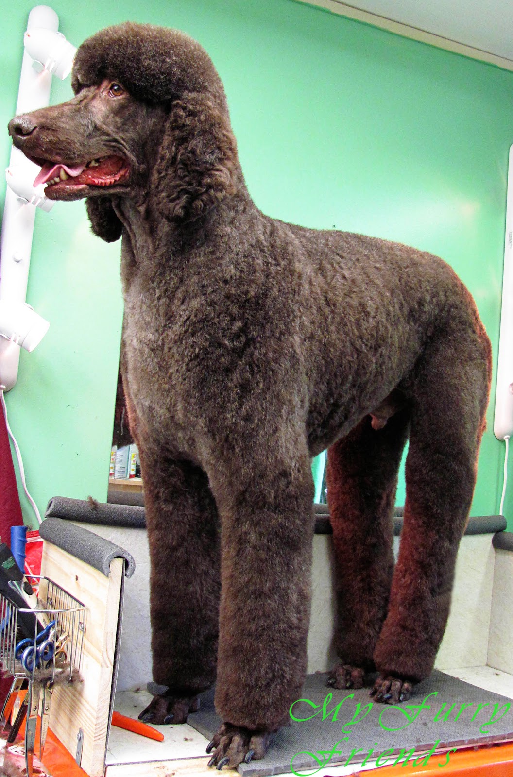 pet grooming: the good, the bad, & the furry: no poodle look