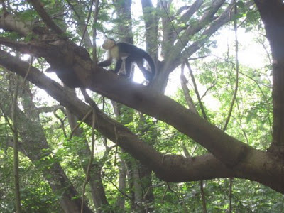 white-faced capuchin monkey wildlife