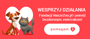 naszezoo, fundacja, psy, pies, kot, koty rasowe, bezdomne zwierzęta, schronisko, psiolubni, blog o psach,