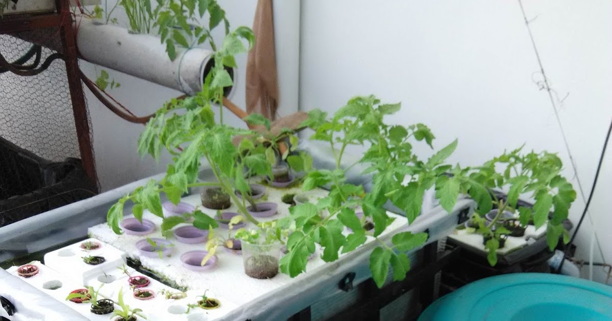 Hydroponics Kratky hydroponic system