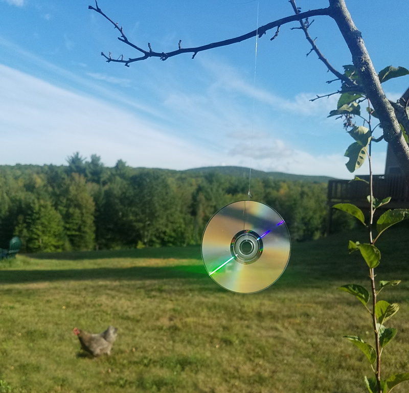 How Can I Protect my Chickens from Hawks? Fresh Eggs Daily® with Lisa