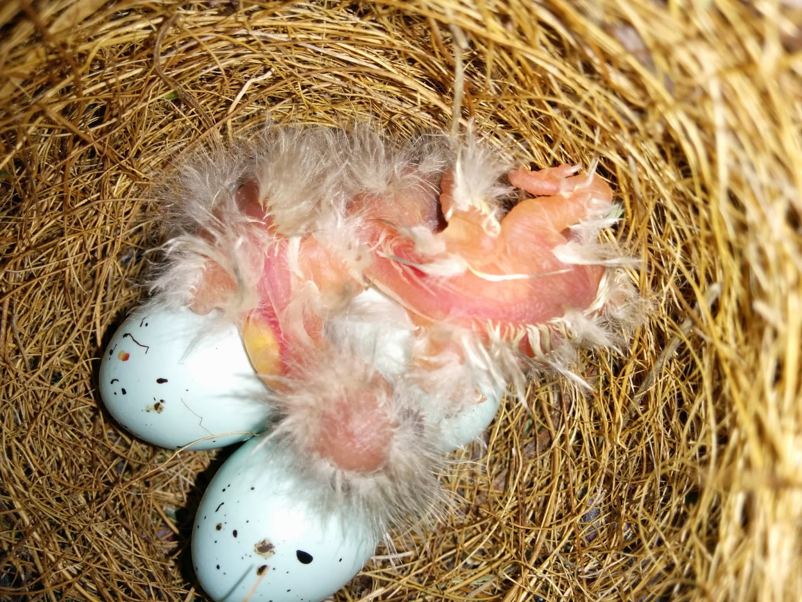 Naturetastic Blog House Finch (Carpodacus mexicanus) Nest (Part 2)