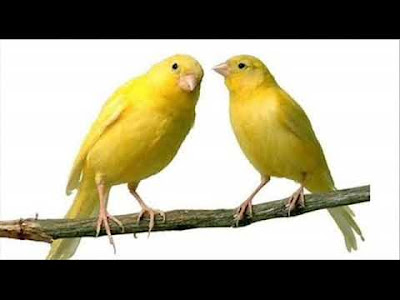 Download Suara Burung Kenari Betina Birahi Mp3 Minta Wik Wik