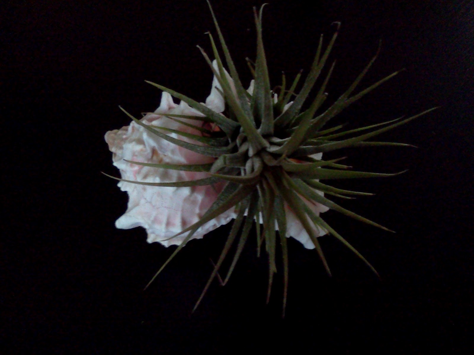 Confetti Monster Schemes: Air Plant Shell Decor DIY (so easy!)