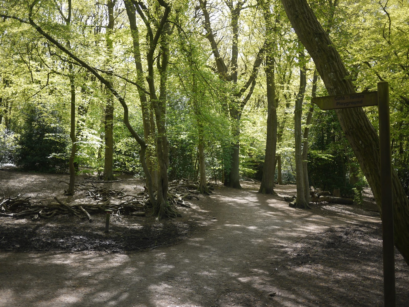 W1Mum Bluebells in Highgate Woods, London