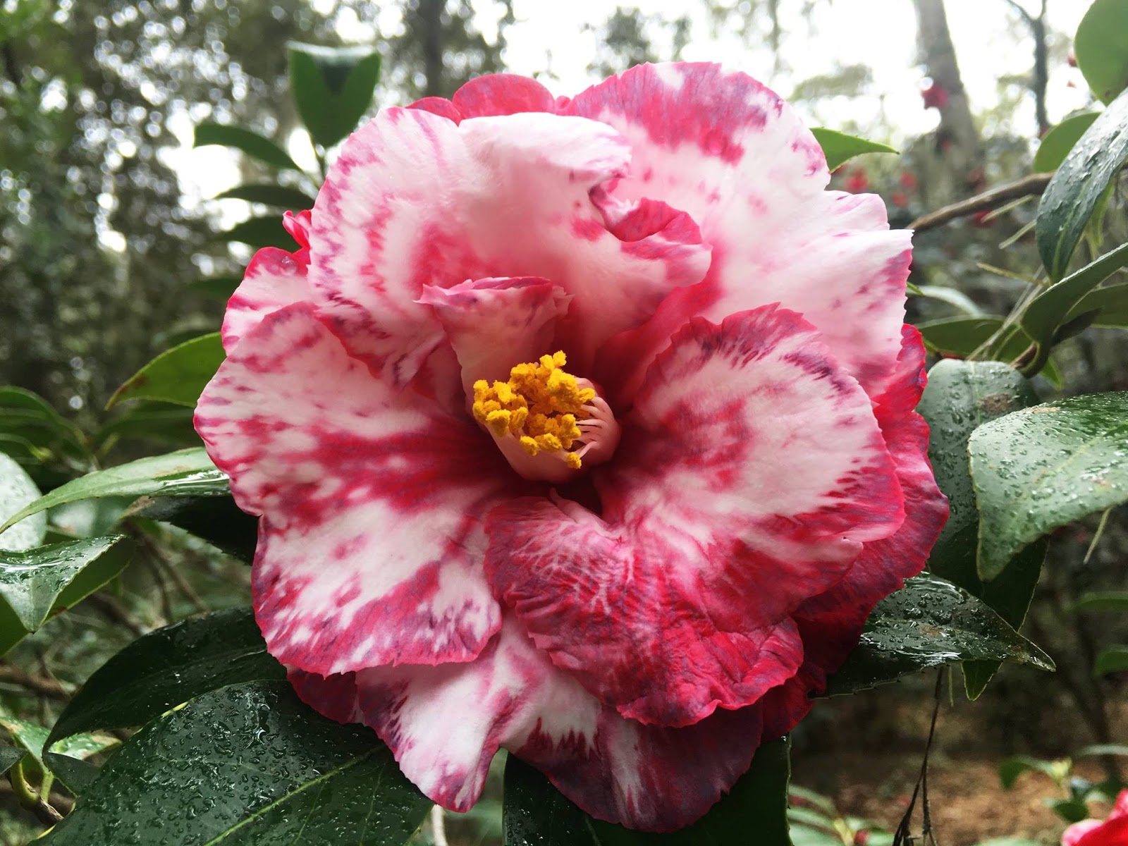 Camelilongo Camellia japonica `Villa de Nantes´