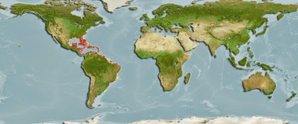 بحر الظلمات - المحيط الأطلسي