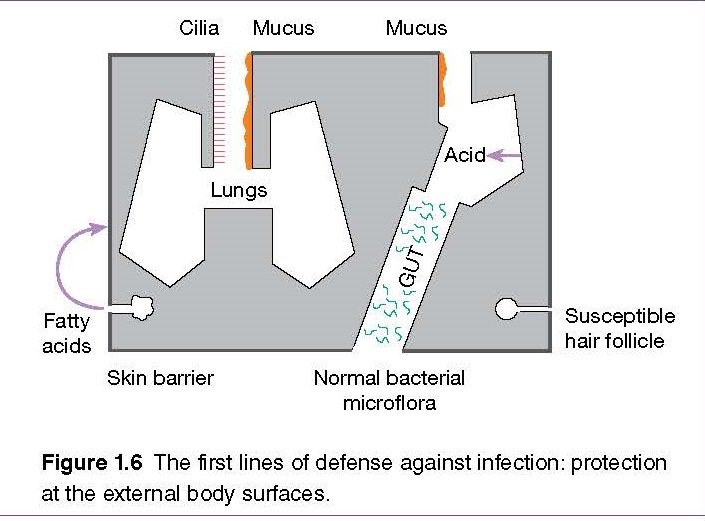 External Barriers Against Infection pediagenosis