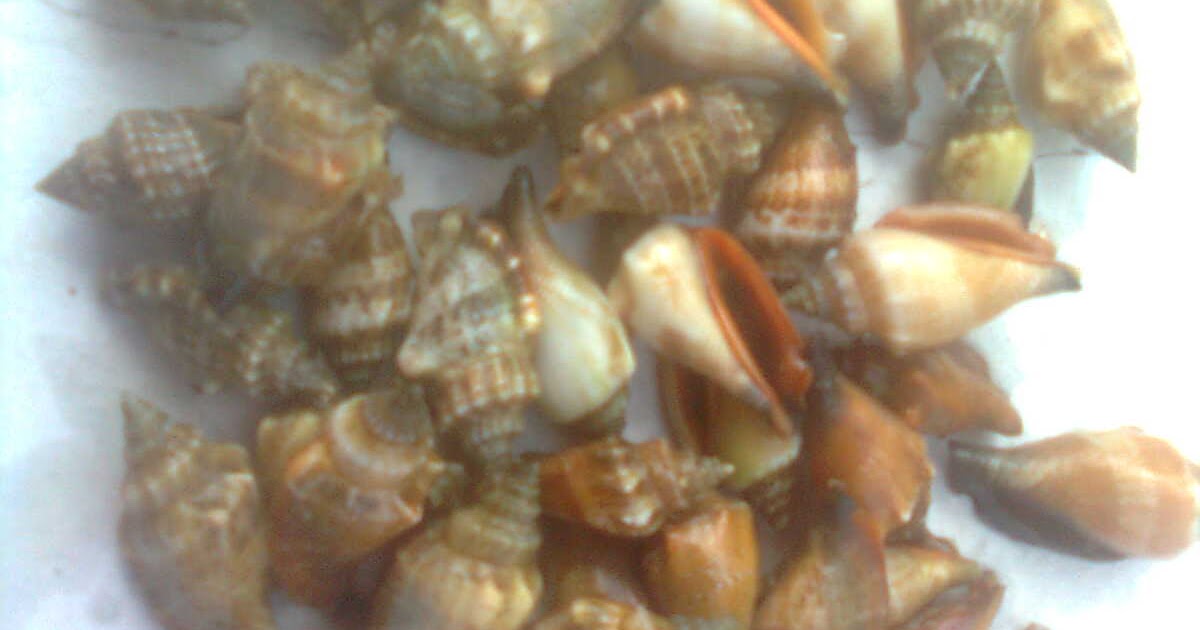 SeaCollection bahan kerajinan tirai dari kerang