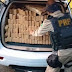 Feira: Homem foge de busca e PRF encontra 1 t de maconha dentro de carro roubado