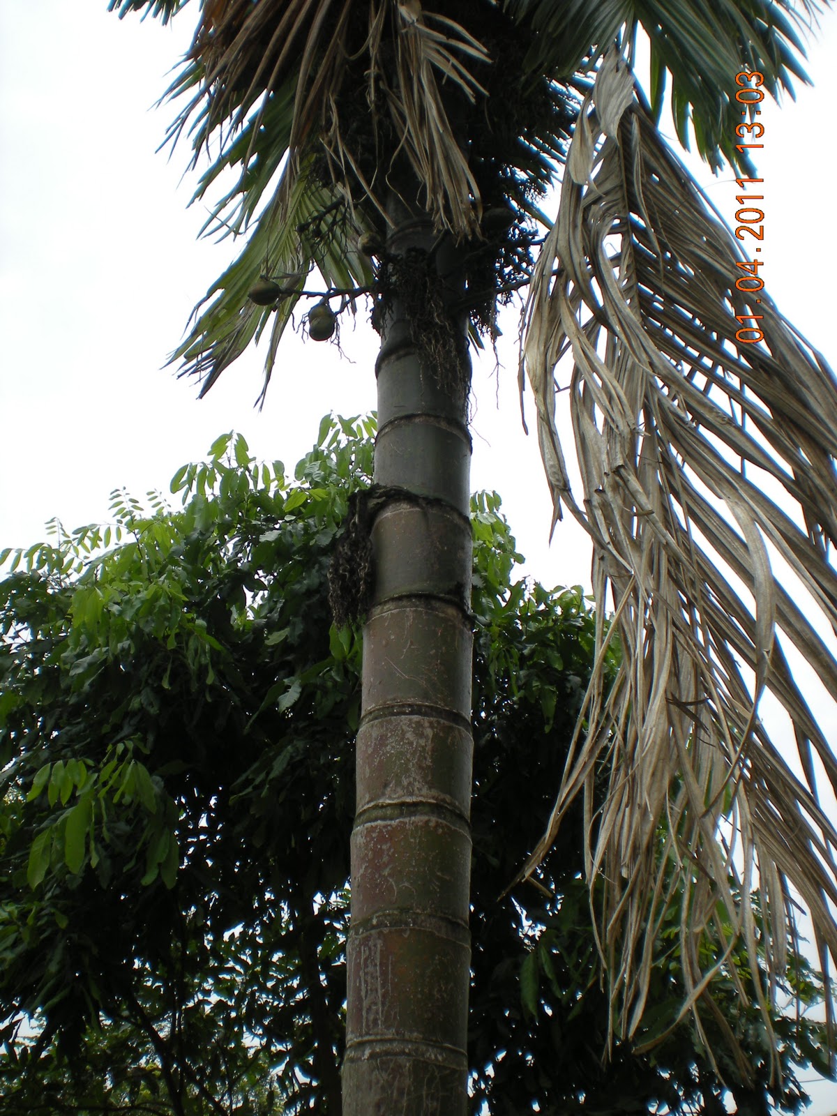 The Early Malay Doctors Betel nut vs Areca nut Sirih
