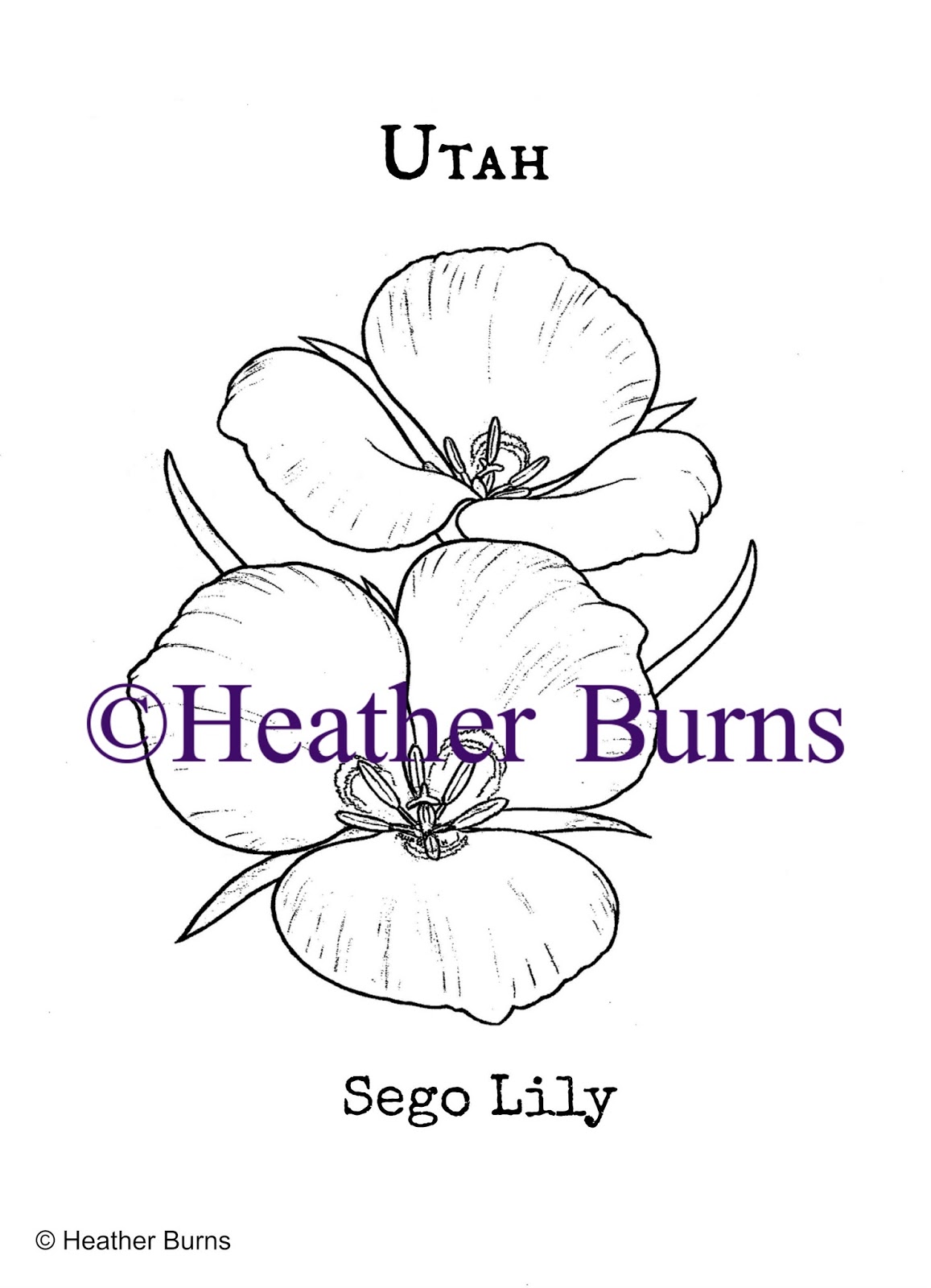 State Flower Coloring Book: Utah State Flower: Sego Lily