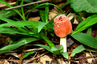 mushroom growing in Puriscal
