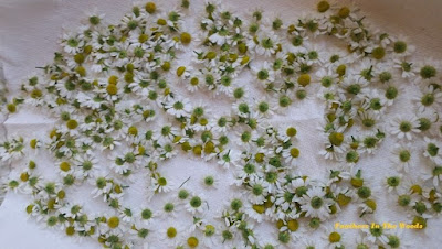 drying chamomile