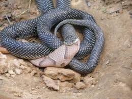 A giant black snake eating a copper head snake A giant black snake eating a copper head snake