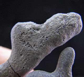 Views of the Mahantango: Atactotoechus furcatus bryozoan from the ...