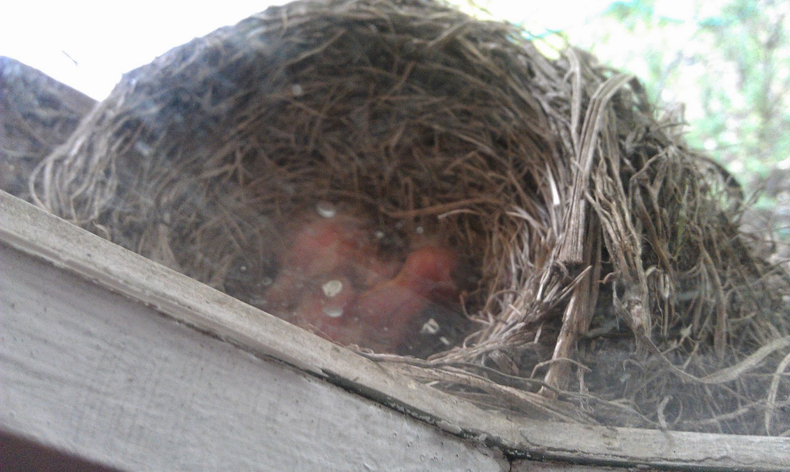 Hatchlings to Nestlings