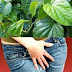 Cara Membersihkan Area V Dengan Daun Sirih