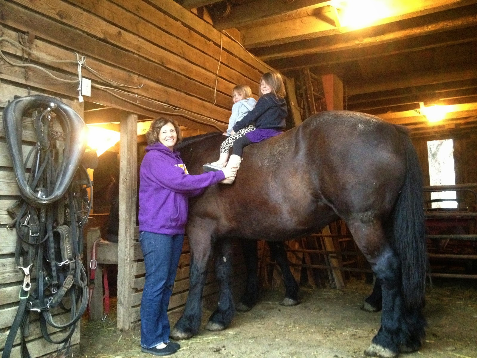 Amish Horses Horse Barn