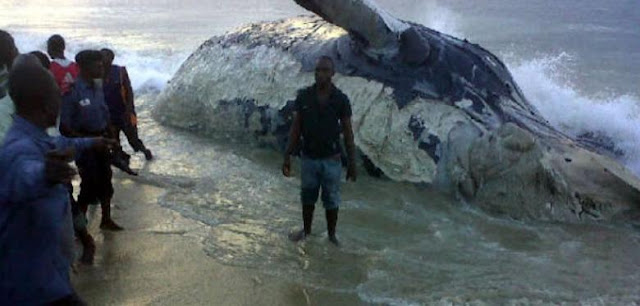Whale Washes Up on Nigerian Beach 13