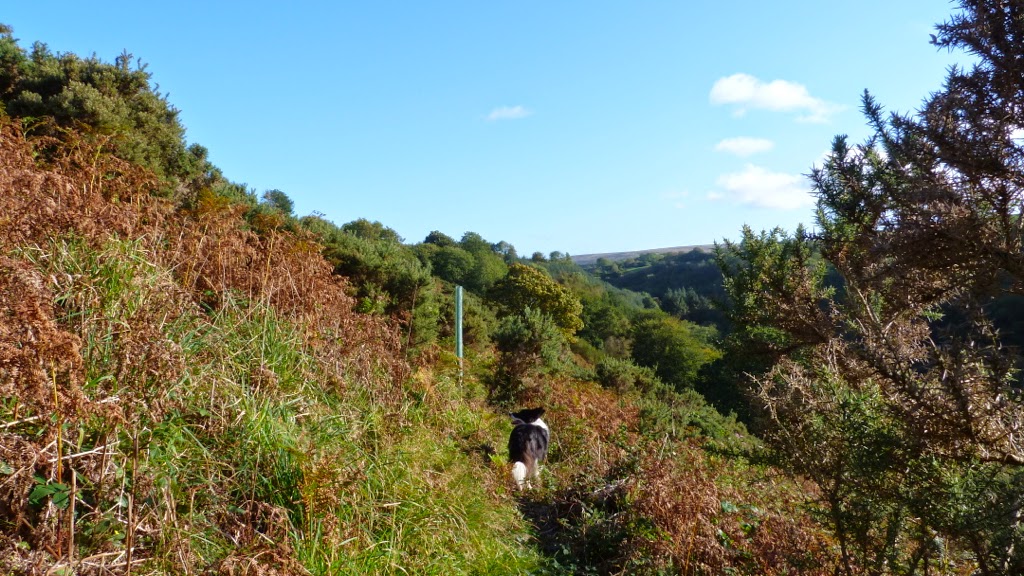 Stock Wood Farm, 45 acres of Stunning Exmoor Land For Sale Grazing