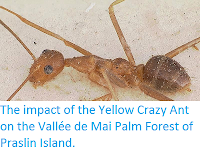 http://sciencythoughts.blogspot.co.uk/2014/11/the-impact-of-yellow-crazy-ant-on.html