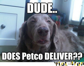 funny dog picture - lol dogs