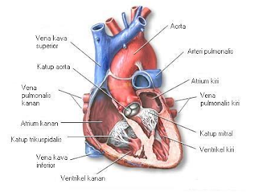 http://oketips-sehat.blogspot.com/2016/08/anatomi-jantung-dan-fungsinya-bagi.html