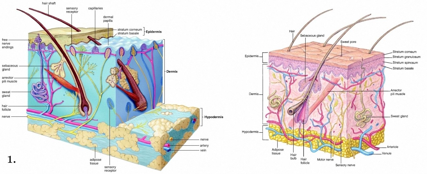 Mini Handbooks Skin structure