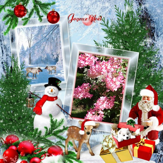 Le blog de Parcs et Jardins de L'Oise: Joyeux Noël.....