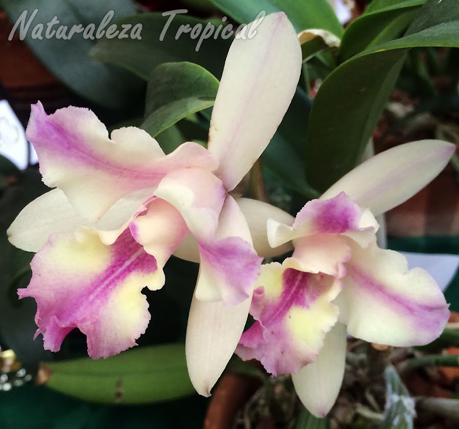 Híbrido intergenérico de una especie de orquídea del género Cattleya con otra del género Guarianthe. Nombre: Cattlianthe “Farandulera”