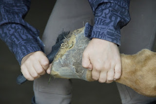 Treating Thrush in Horses | Savvy Horsewoman | DIY Horse Care Treating Thrush in Horses | Savvy Horsewoman | DIY Horse Care